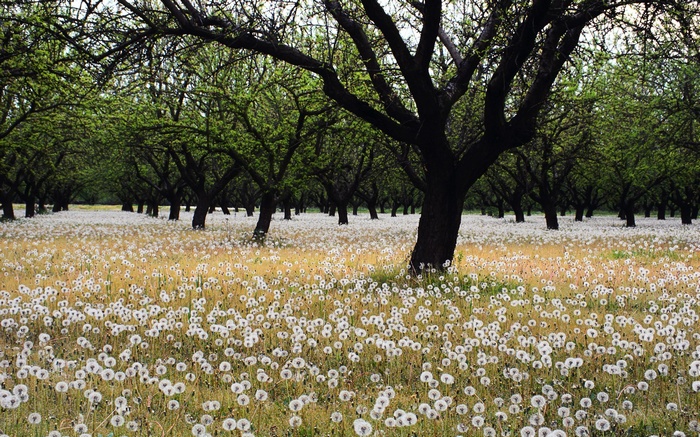 Orchard with dandelions and trees