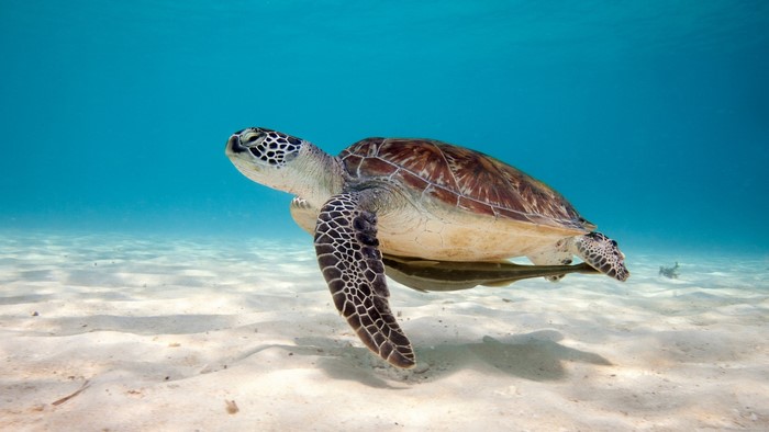 Green Sea Turtle Swimming Over Sandy Seabed