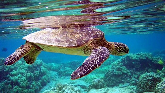 Sea Turtle Swimming Over Coral Reef