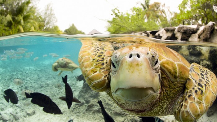 Sea Turtle Swimming Underwater with Fish