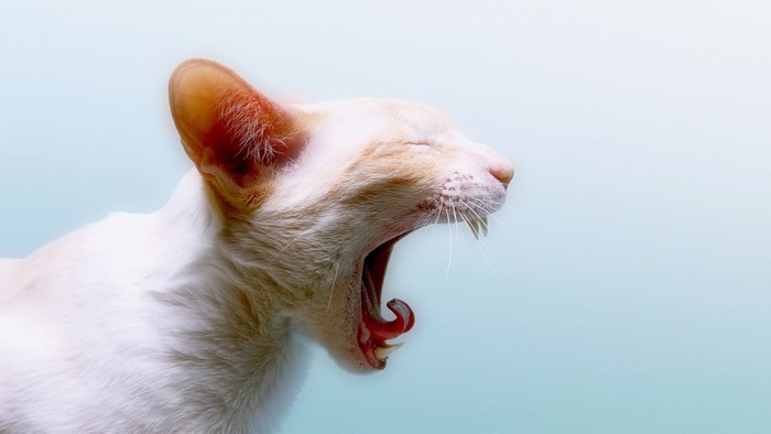 Cute Yawning Cat