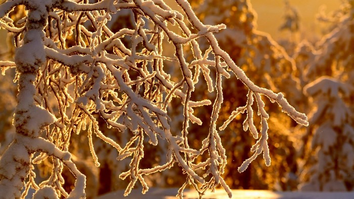 Snow-covered branches in golden sunlight
