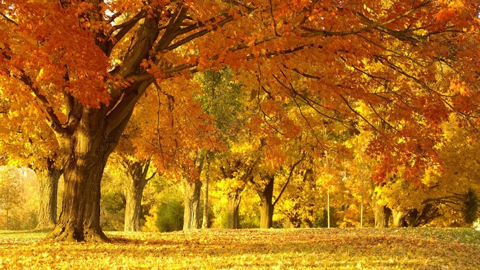 Autumn trees with yellow and orange leaves