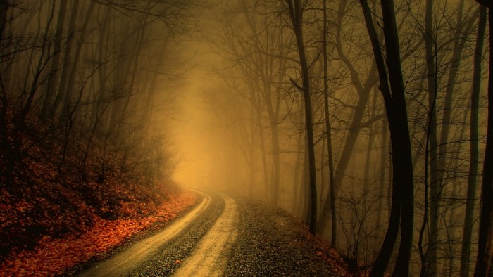 Foggy forest road with fallen leaves