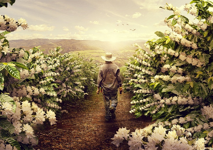 Farmer walking through coffee plantation 4K