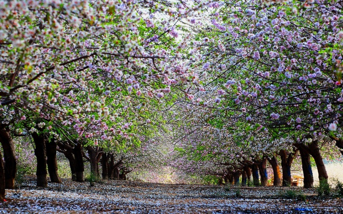 Almond trees in bloom lining a path