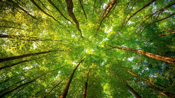 Looking up through green forest canopy