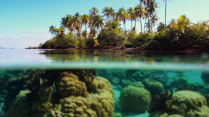 Split view of tropical island and coral reef