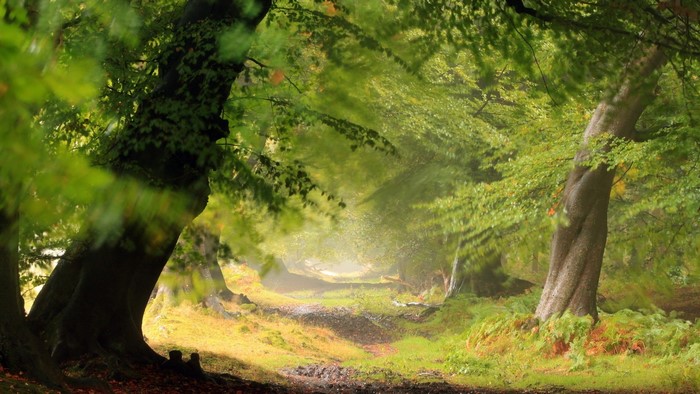 Sunlit forest path with trees and foliage