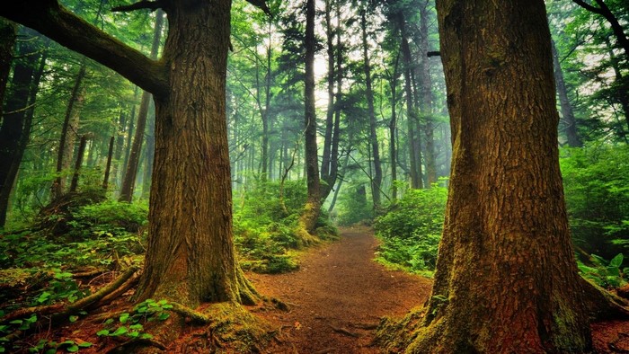 Forest Path with Tall Trees