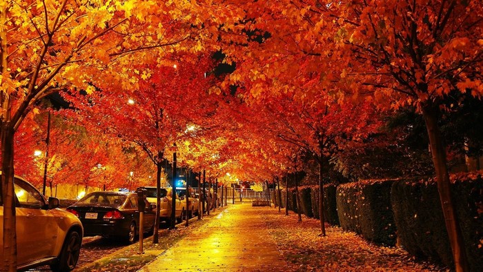Trees with orange and red leaves lining a street in Vancouver, Canada