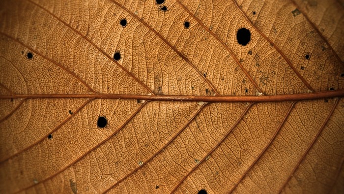 Close-up of a dry brown leaf with holes
