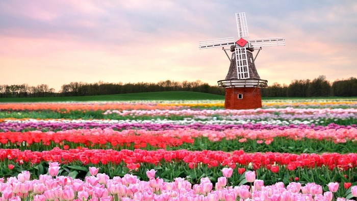 Tulip field with a windmill in Holland