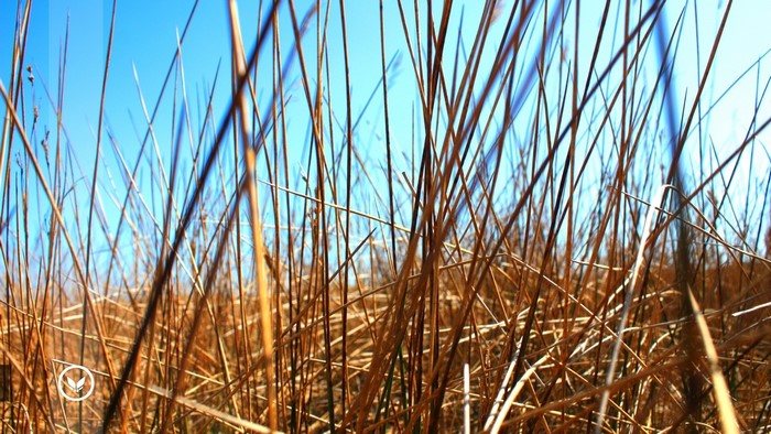 Dry Grass Under Blue Sky