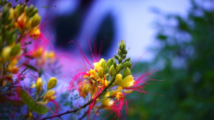 Yellow Bird of Paradise flower with red stamens
