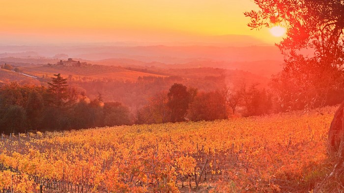 Vineyard at sunset in Tuscany, Italy