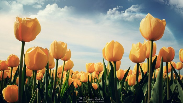 Field of Yellow Tulips Under a Cloudy Sky
