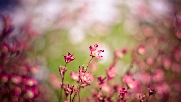 Pink flowers with bokeh background
