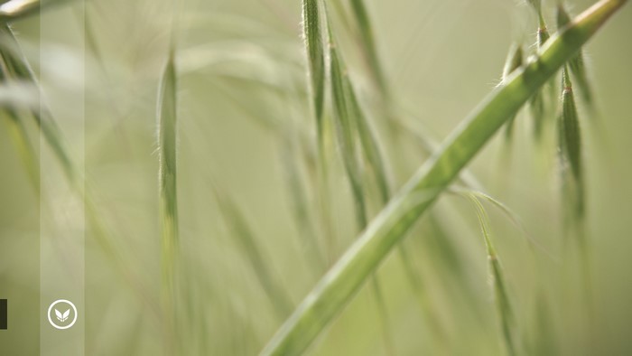 Close-up of grass stalks