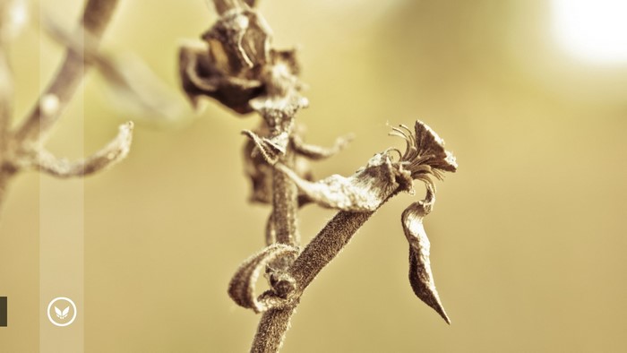 Dried plant stem with seed pods