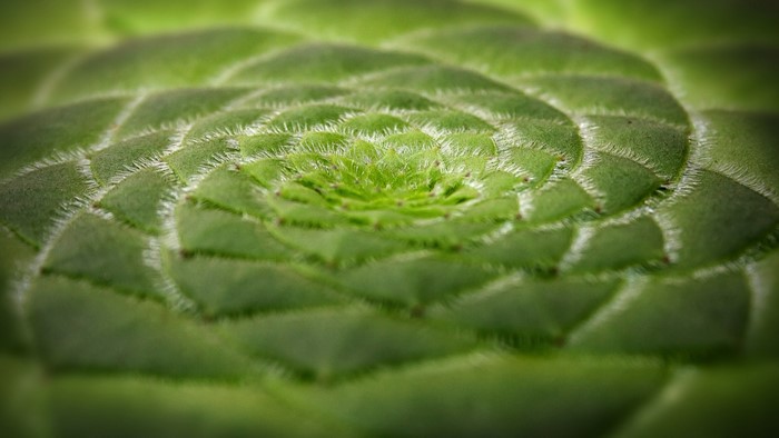Close-up of a green succulent plant