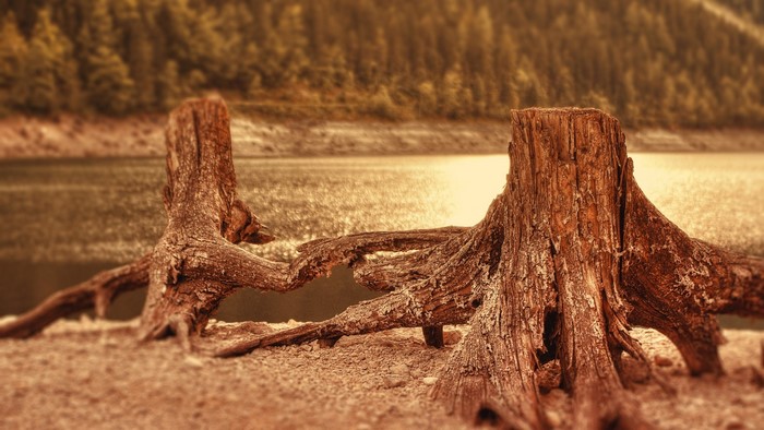 Tree stumps by a lake with forest background