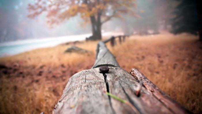 Close-up of a nail on a wooden fence in autumn