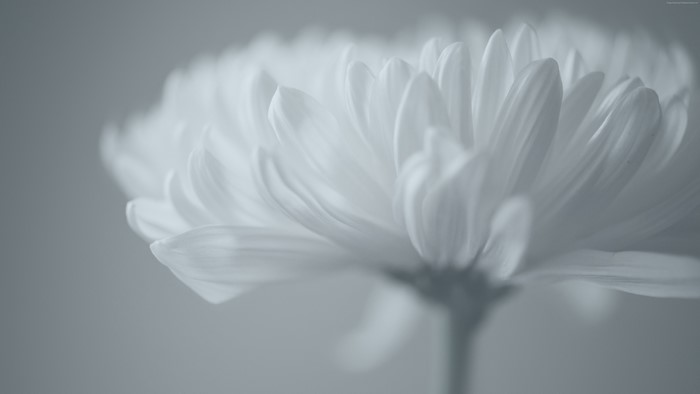 Close-up of a white chrysanthemum flower