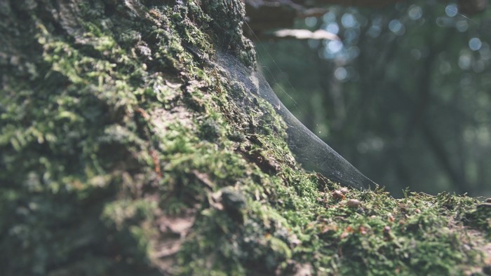 Spiderweb on a mossy tree trunk