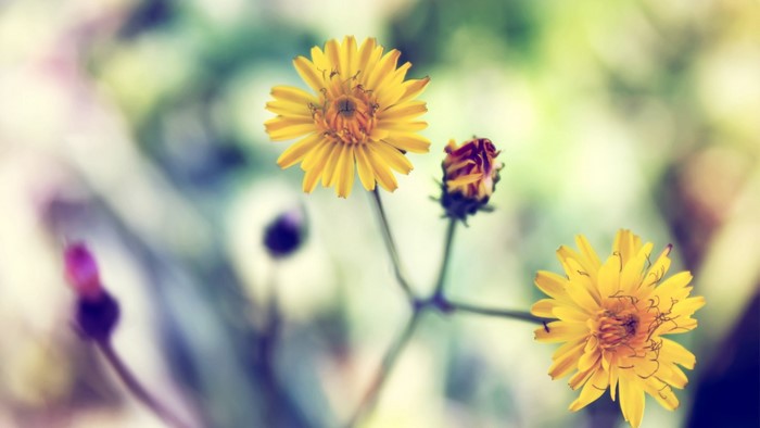 Yellow Spring Daisy Flowers