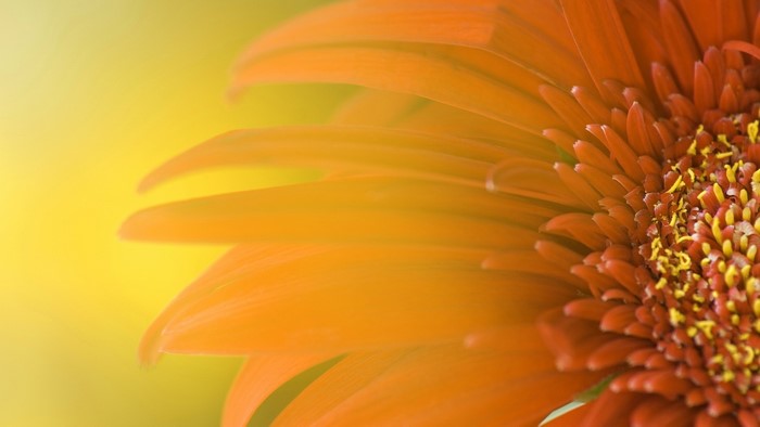 Close-up of an orange gerbera daisy with yellow center