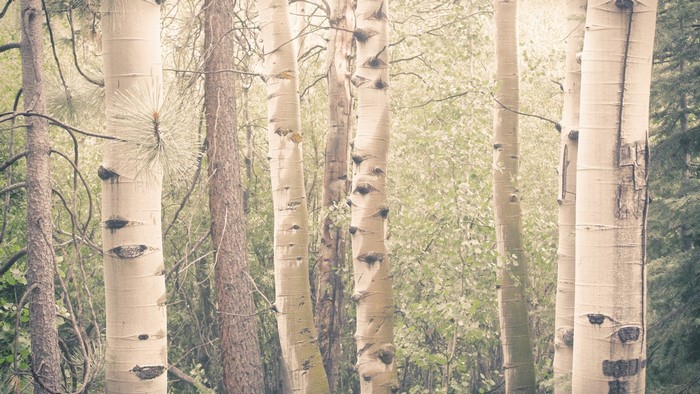 Aspen trees in a forest
