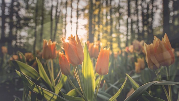Orange tulips in a forest at sunrise