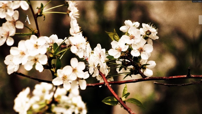 White Cherry Blossoms on a Branch