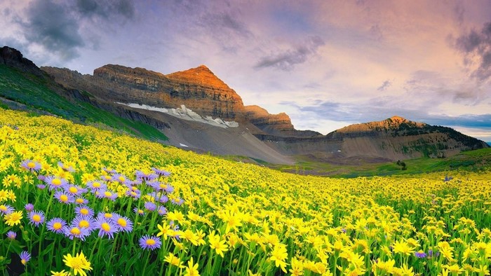 Valley of Flowers with Mountains and Clouds
