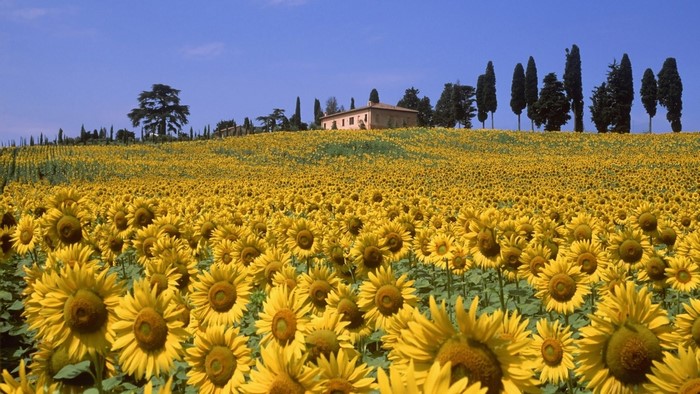 Sunflower field in Tuscany, Italy