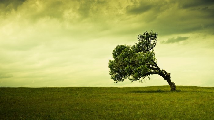 A lone tree on a grassy hill under a cloudy sky