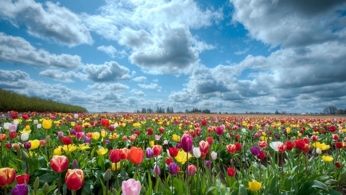 Field of colorful tulips under a cloudy sky