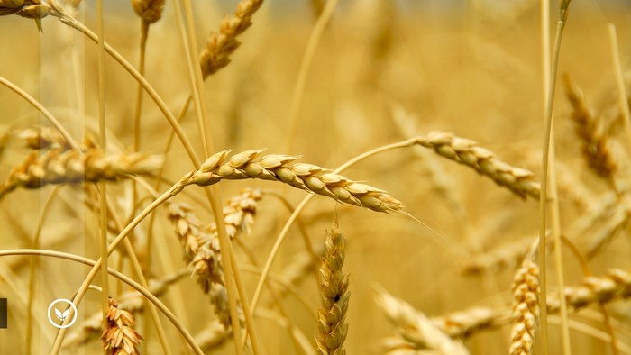 Wheat Field
