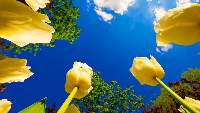 Yellow Tulips Blooming Towards the Sky
