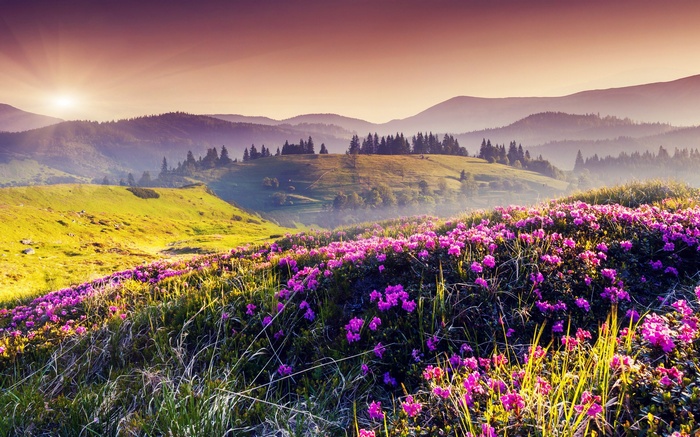 Mountain landscape with pink flowers and sunrise