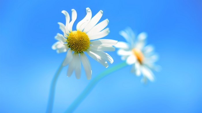 Windows 8 Official Daisies