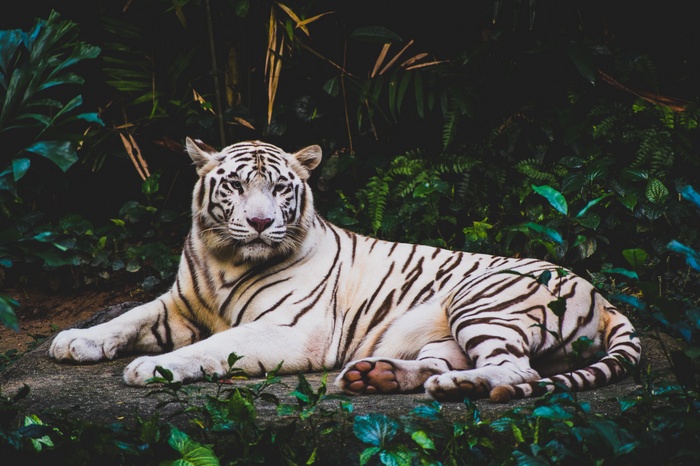 White Tiger in a Dark Forest