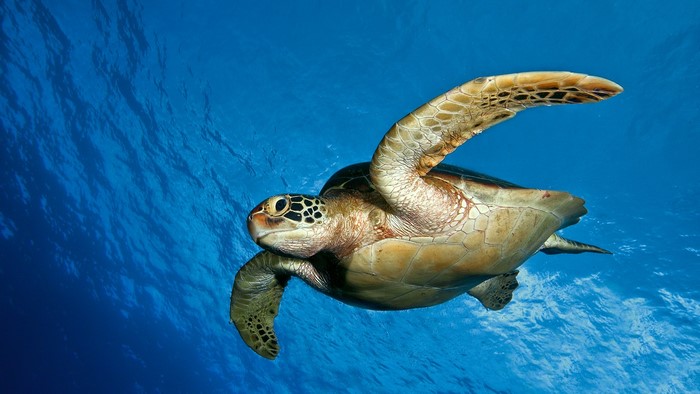 Sea Turtle Swimming in Blue Ocean