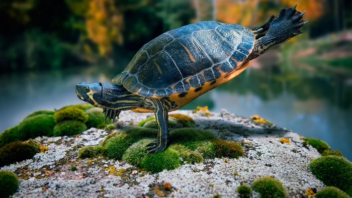 Turtle balancing on a mossy rock
