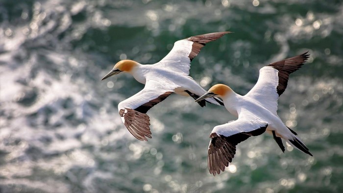 Two Gannets Flying Over the Ocean