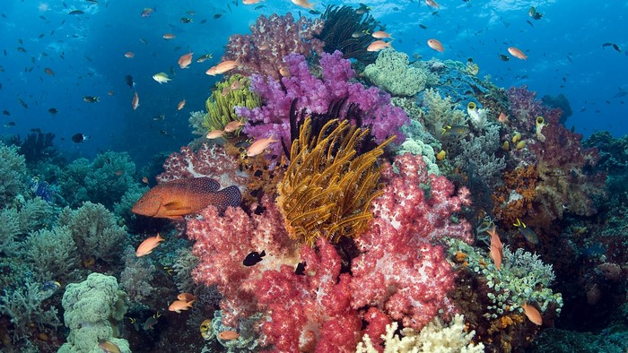 Coral Reef with Tropical Fish