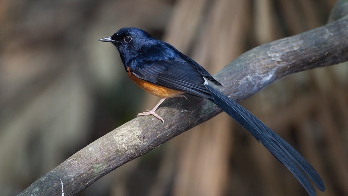 White-rumped Shama bird perched on a branch
