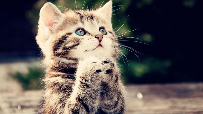 Cute kitten with blue eyes begging
