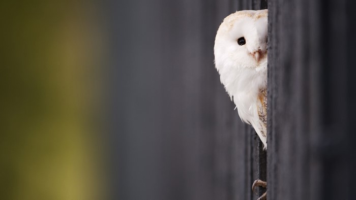 Barn Owl Peeking from Behind a Dark Surface